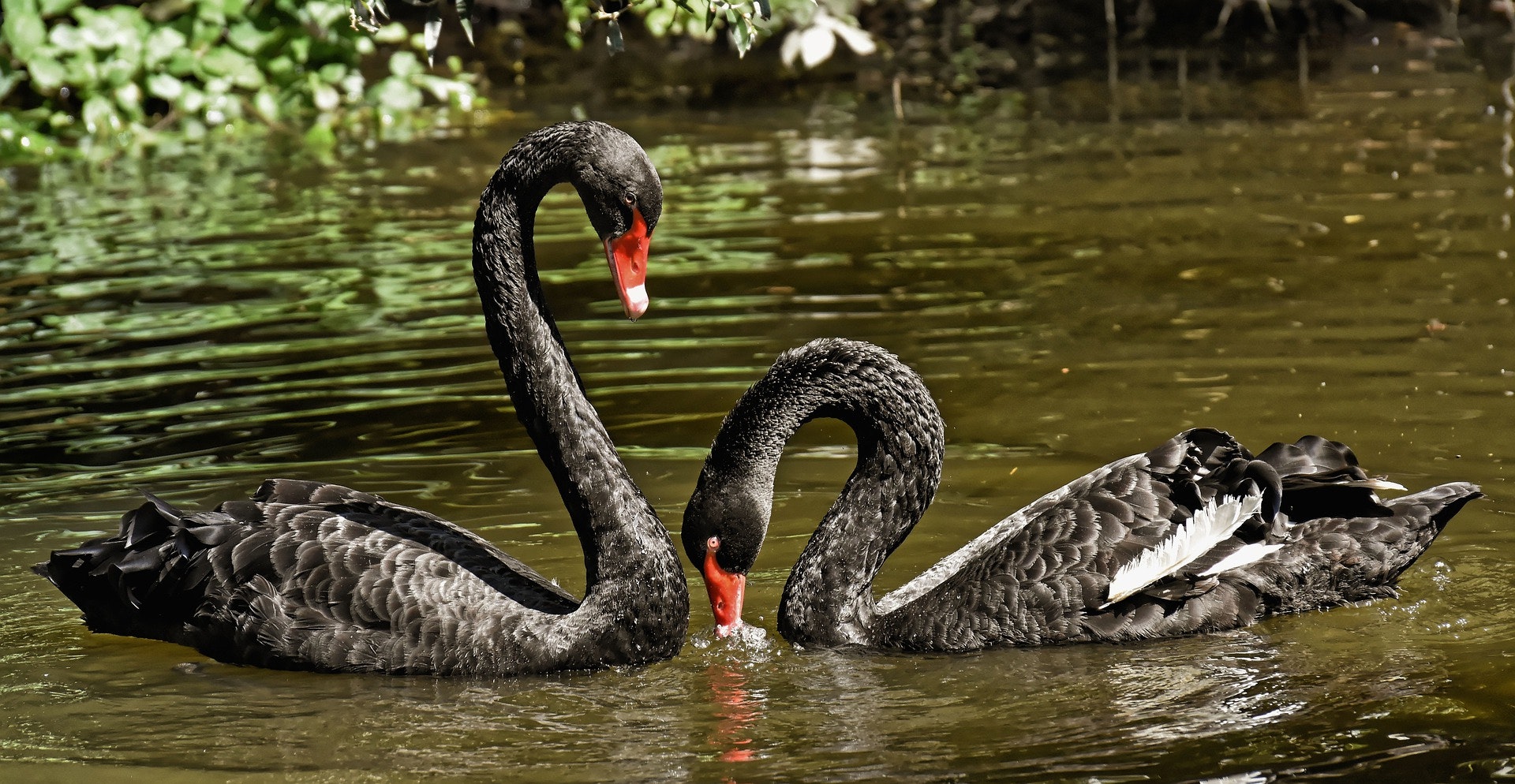 Can models predict black swan events?