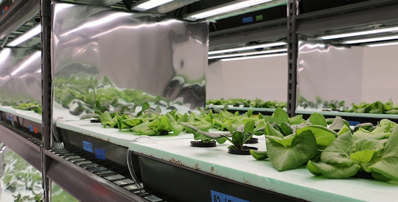 U.S. university grows vertical farming efforts