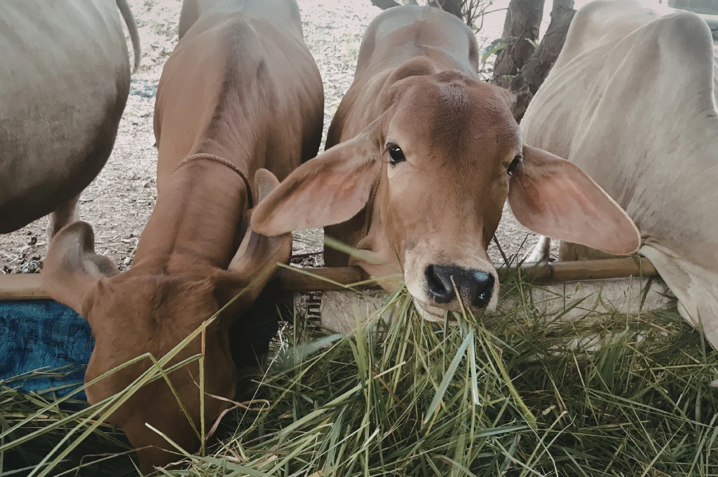 Precision livestock farming with cattle monitoring and smart animal management technologies