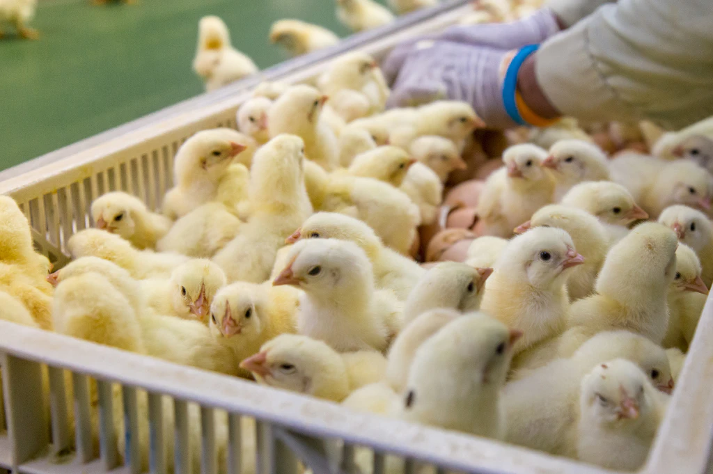 Commercial poultry hatchery with chicks supporting modern poultry production and infrastructure