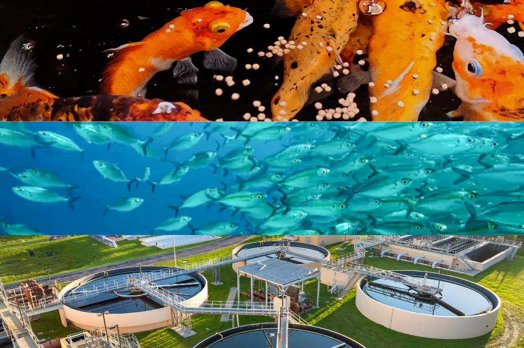 Aquaculture technologies including fish farming, RAS systems and sustainable seafood production in the Middle East
