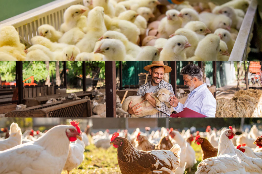Livestock, poultry and animal health solutions including poultry farming, livestock production and veterinary technologies