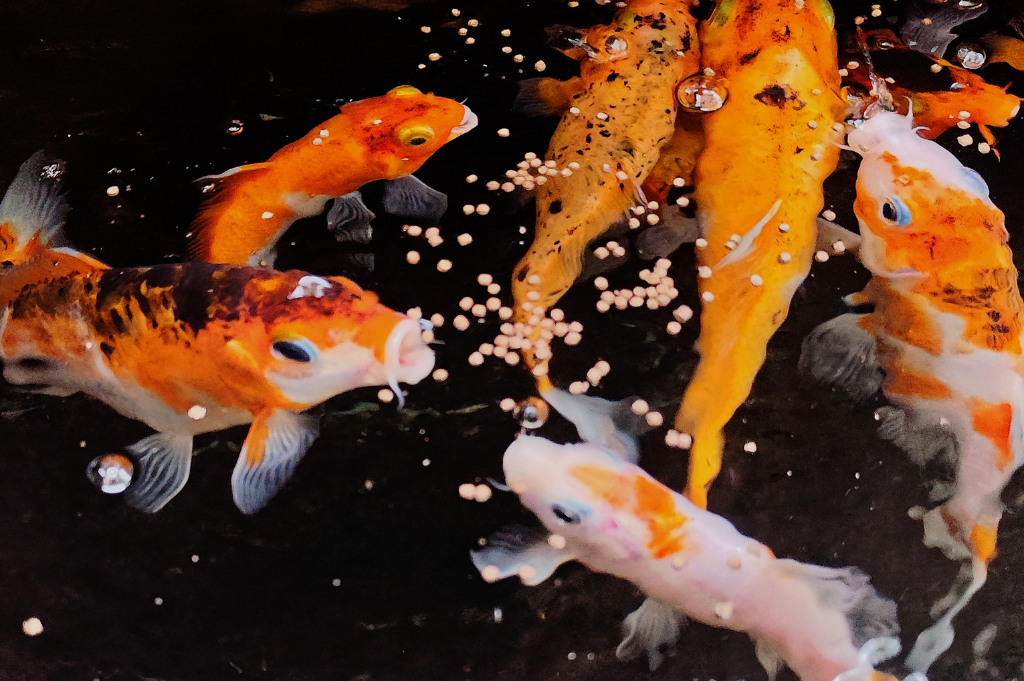 Indoor aquaculture tanks with water treatment and biosecurity systems, showcasing hatchery and farm management technology at AquaME AgraME 2025 Dubai.