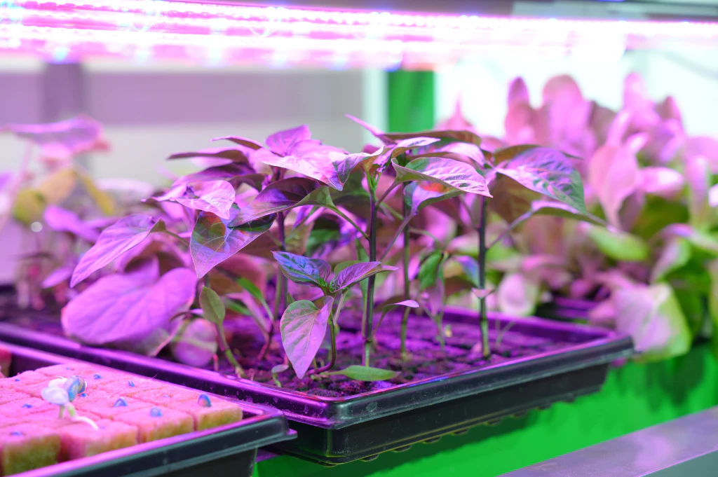 Controlled environment agriculture showcasing indoor crop production and precision farming technologies