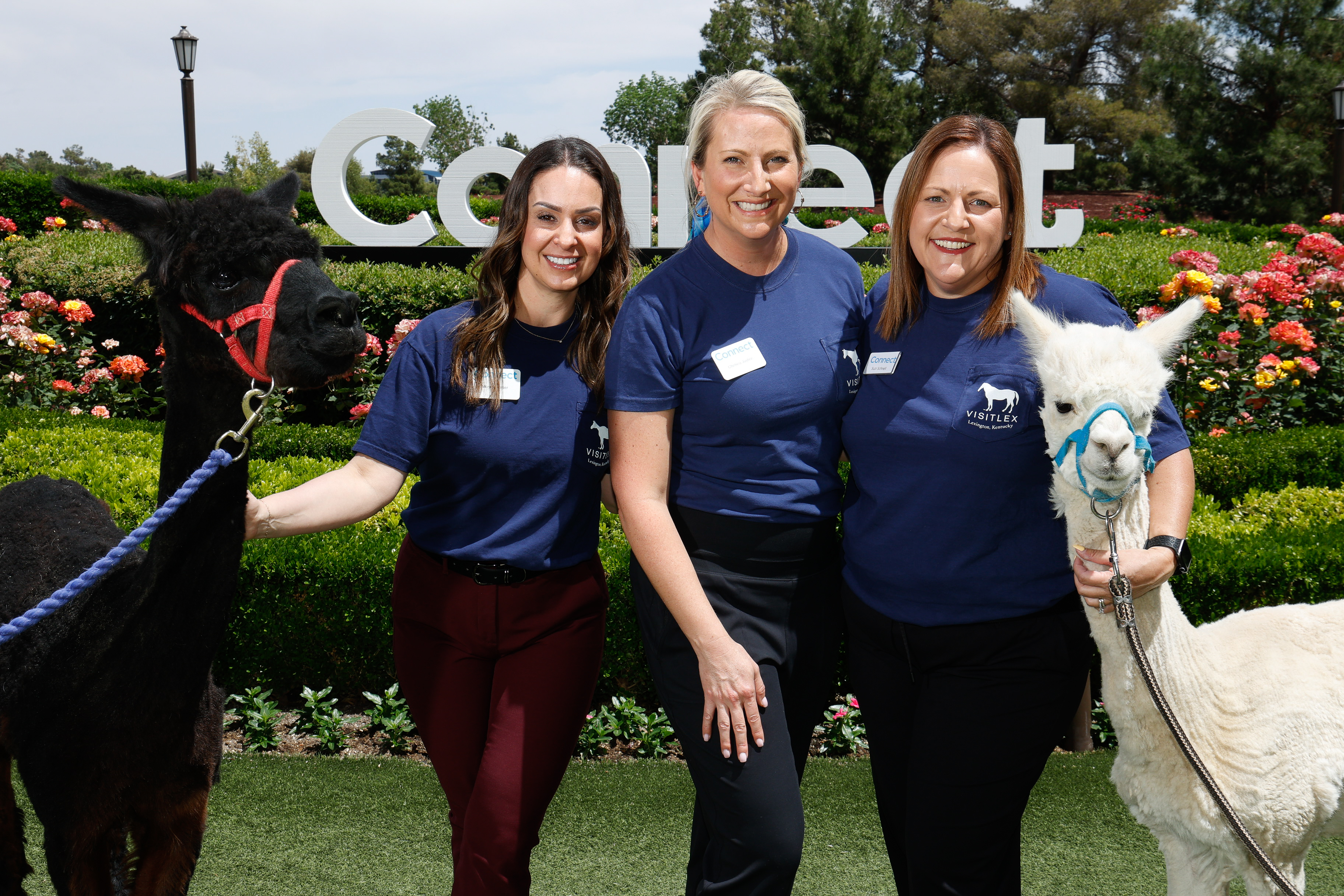 Connect team members smiling with two llamas.