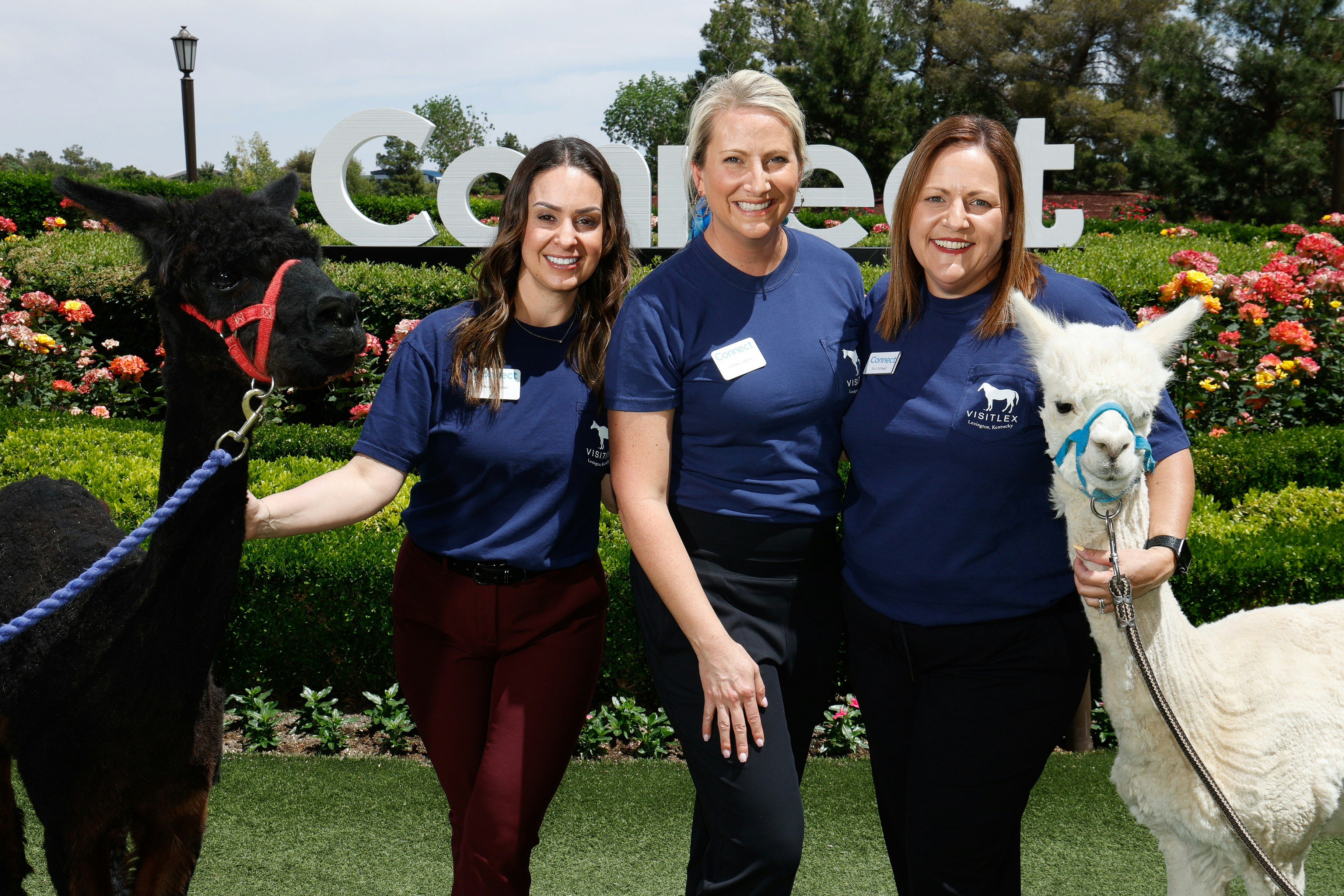 Connect team members smiling with two llamas.