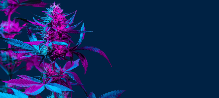 Agenda CSP Cannabis Forum 2026