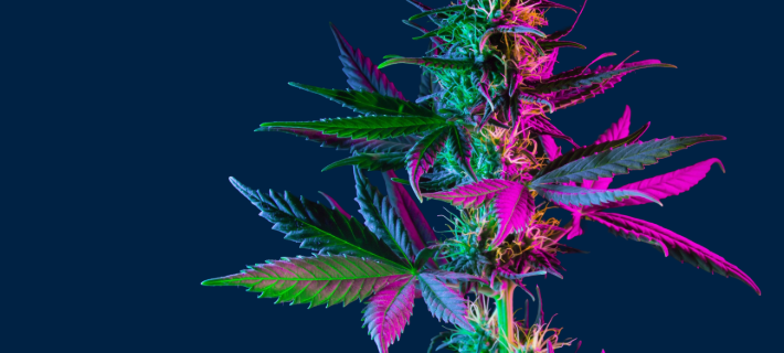 Invite CSP Cannabis 2026