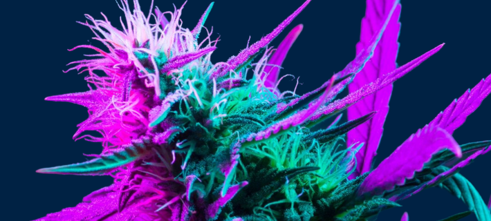 Speaker CSP Cannabis Forum 2026