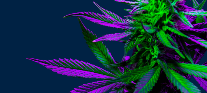 Sponsor 2026 CSP Cannabis Forum