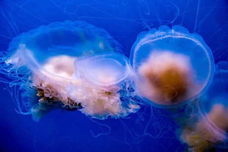 Aquarium of the Pacific