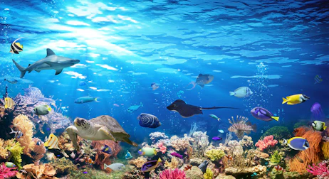 Sea Life Aquarium