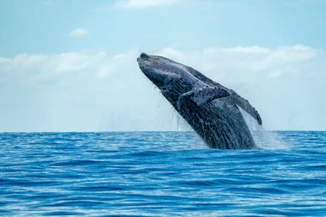 Dana Wharf Sportfishing and Whale Watching