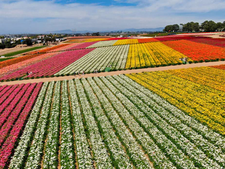 The Flower Fields