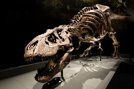 Field Museum