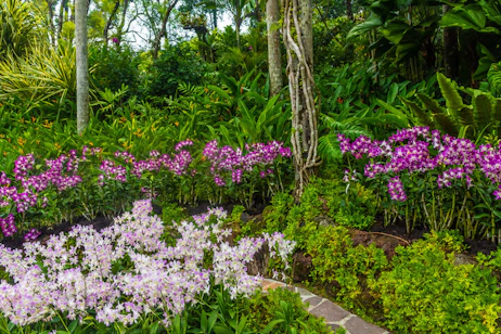 The Dallas Arboretum & Botanical Garden