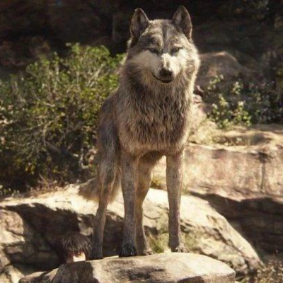 A CGI wolf on a rock staring at the camera.