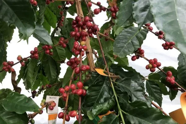Kahve Krizi Yaklaşırken Seralar Yeniden Gündemde
