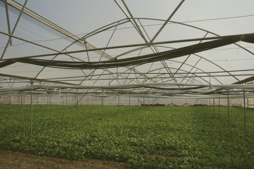 Dangerous Heat Threats to Greenhouse Workers