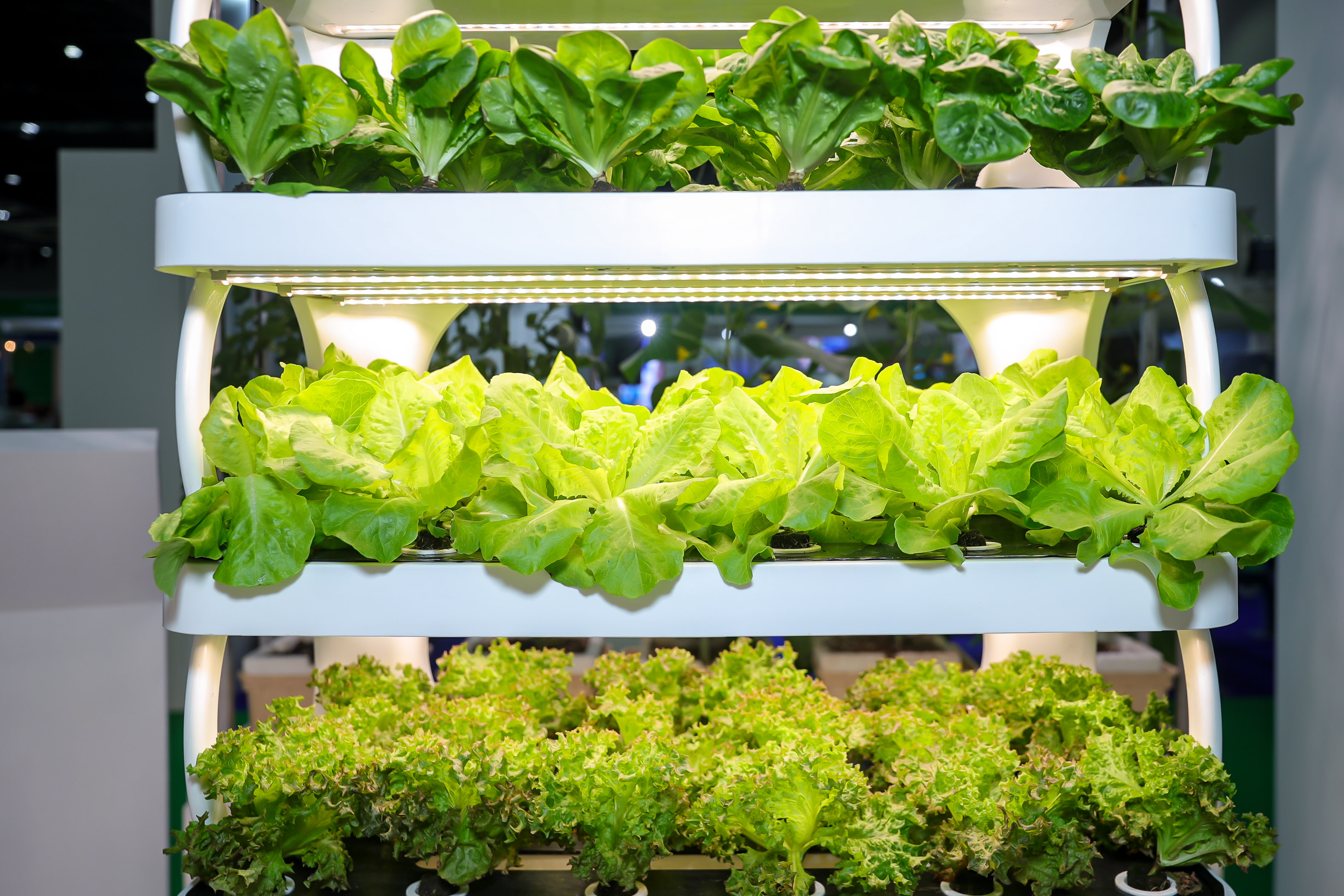 Hydroponic lettuce and leafy greens displayed at HortiME AgraME 2025 showcasing vertical farming solutions.