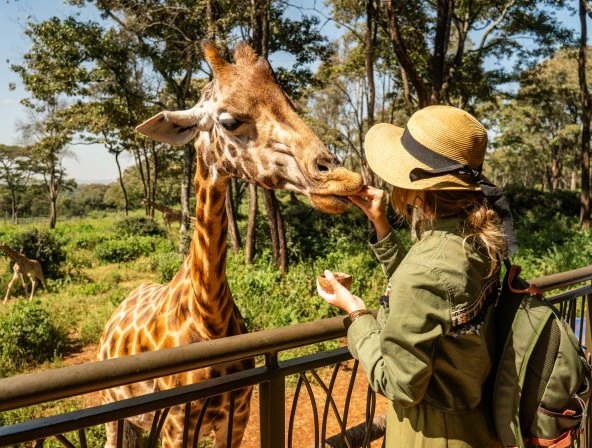 wildlife at Nairobi