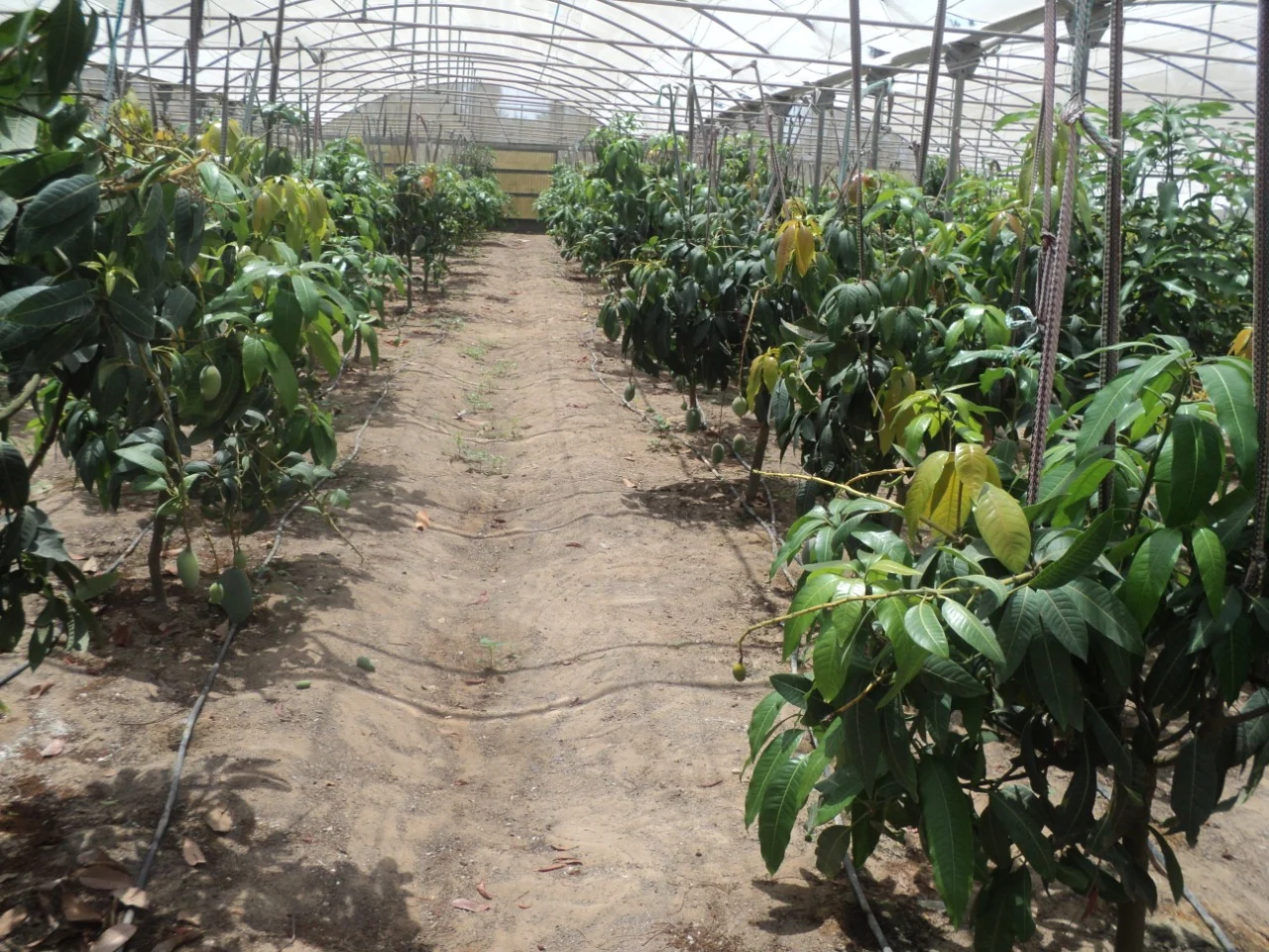 Joint Agricultural Projects in Africa