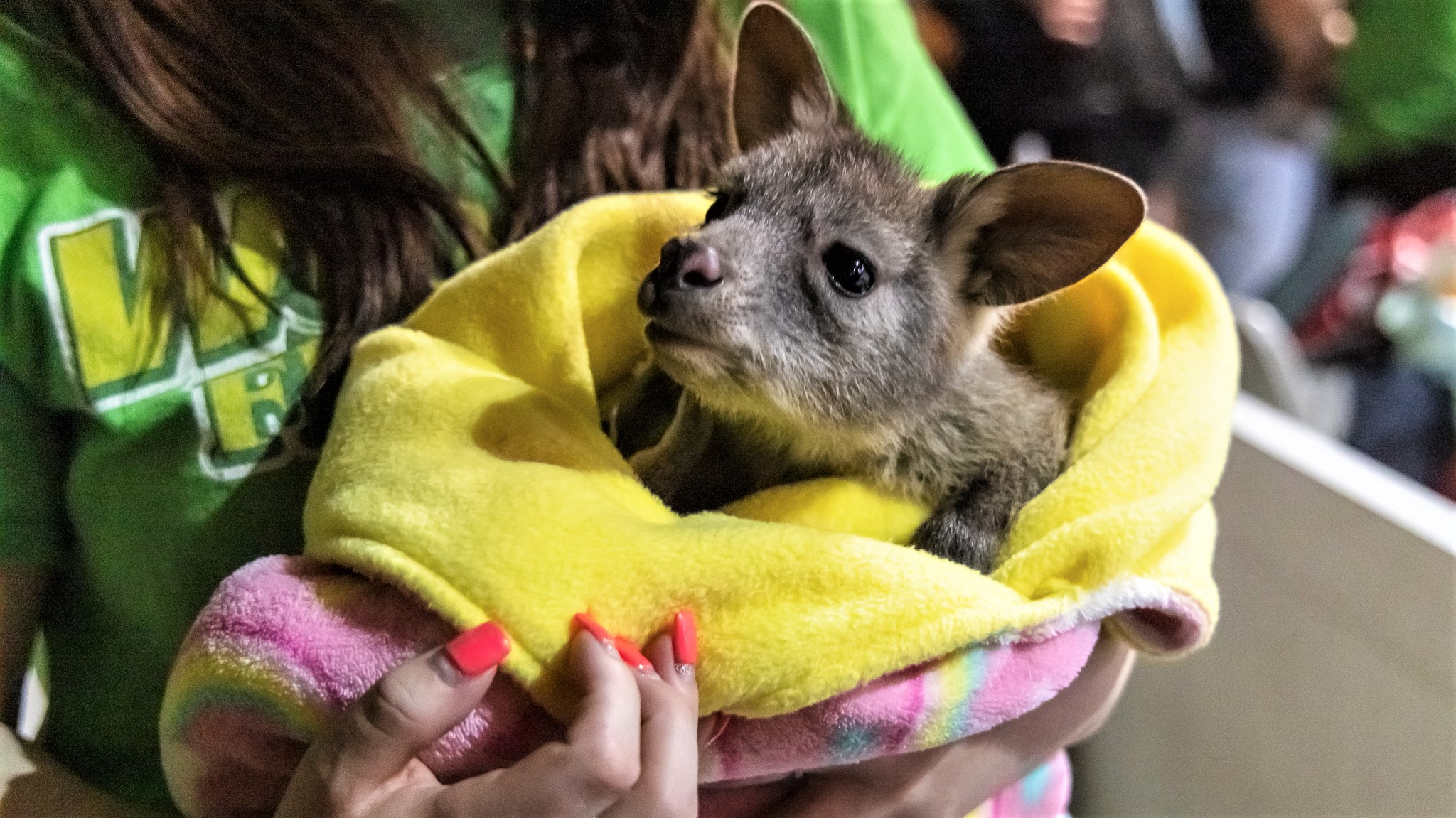A girl is holding a baby kangaroo in a yellow blanket