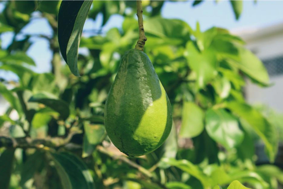 An avocado hanging from an avocado tree branch