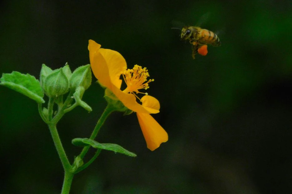 Bee and a flower