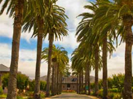 street of palm trees