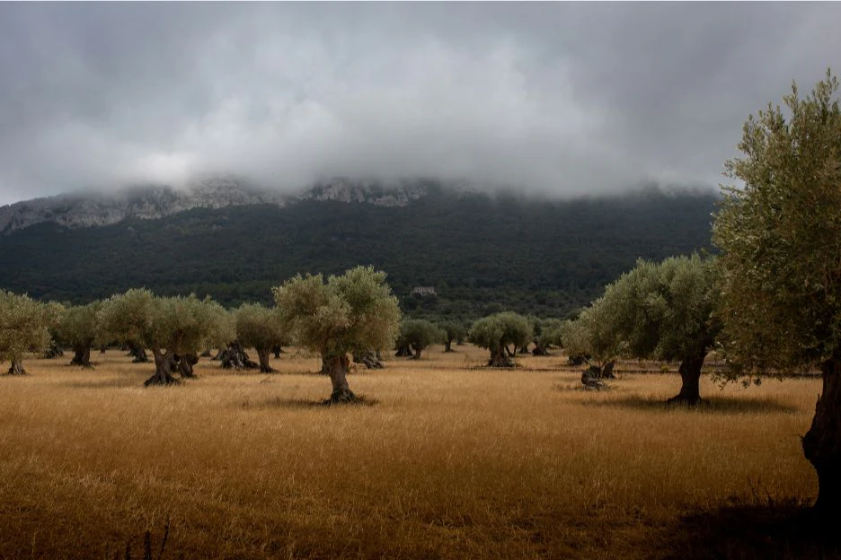 A field with olive trees on it