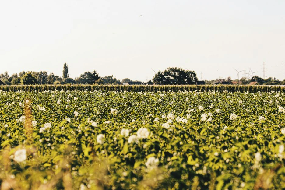 A cotton farm
