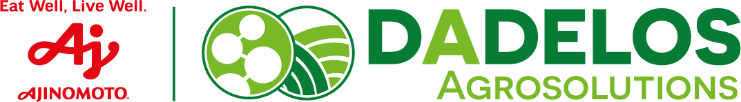 Ajumoto dadelos