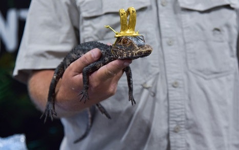 man holding a small alligator in his right hand, wearing a gold Loki crown