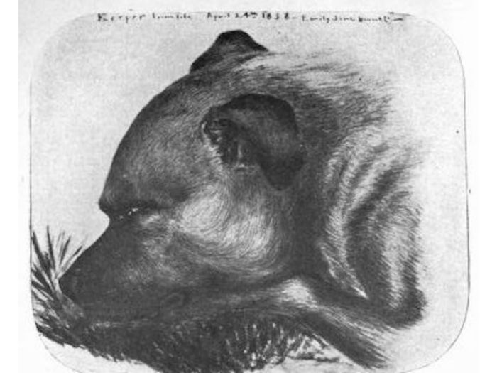 Painting of Keeper, Emily Bronte's dog