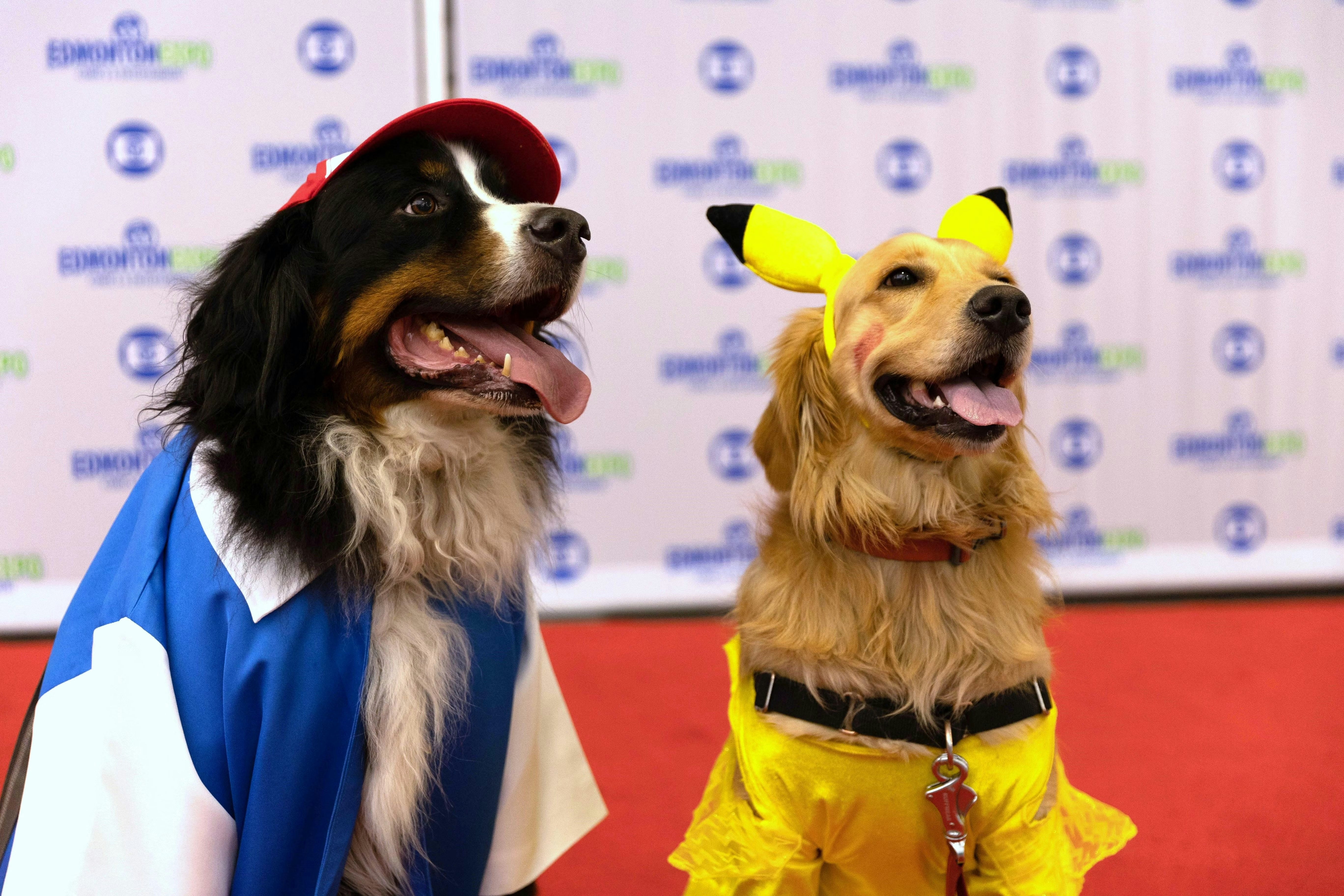 Two dogs sitting on a red carpet. One dressed like Ash Ketchum, the other dressed like Pikachu.