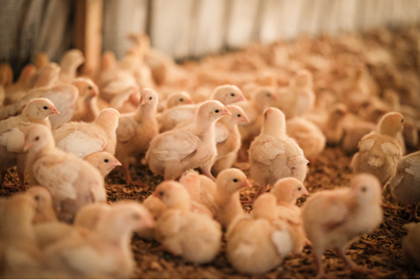 Greener Pastures Chicken