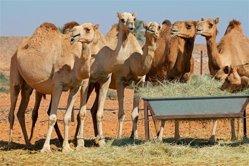 Camels at a livestock farm supporting sustainable animal farming and food security in the Middle East