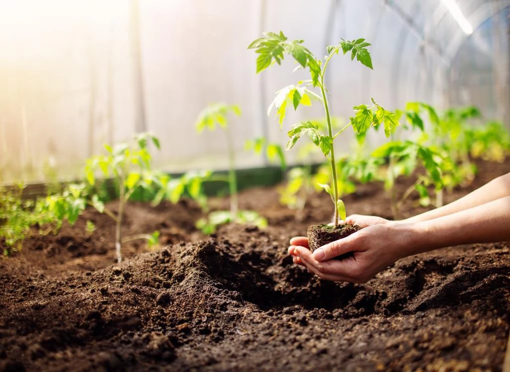 Crop farming and horticulture showcasing sustainable crop production, greenhouse cultivation and agricultural innovation at Growtech West Africa in Lagos, Nigeria.