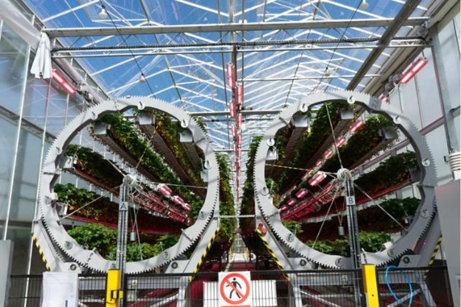 Dyson Strawberry Farm