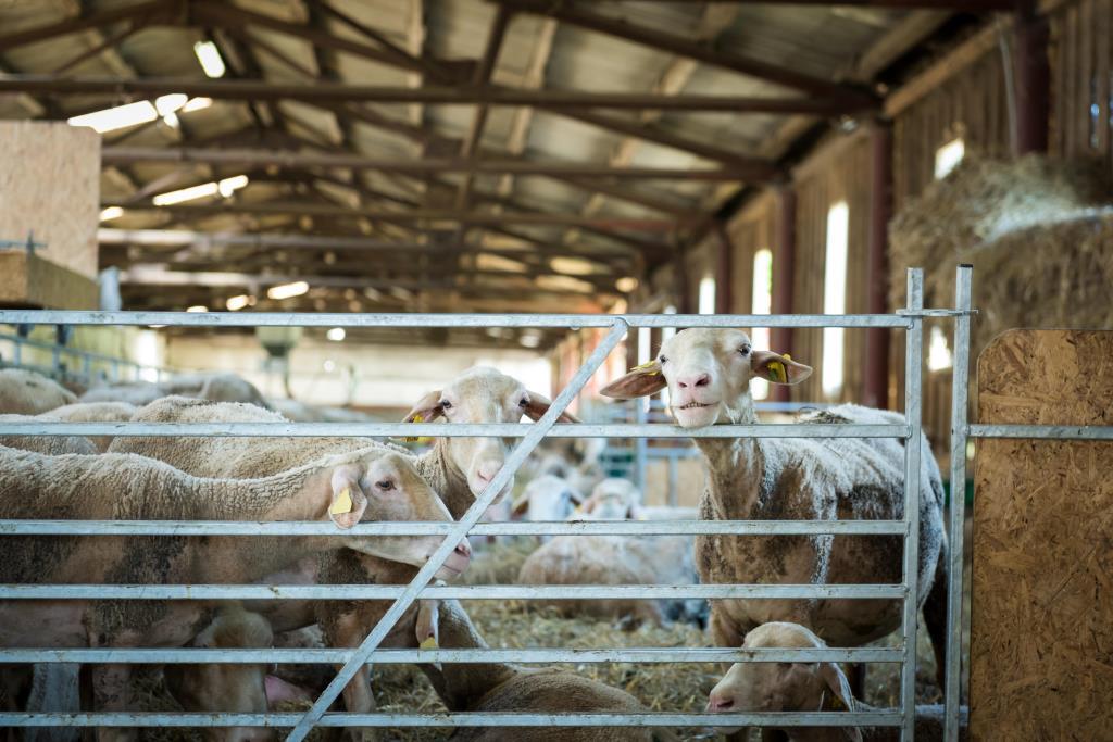 Livestock farming solutions presented at Agra Middle East 2025 in Dubai, showcasing animal health, breeding, feed systems, veterinary technologies and welfare practices for sustainable farming.