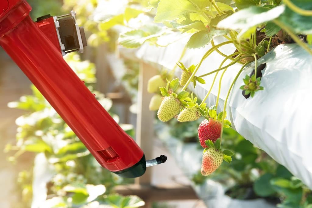 Strawberry crop under precision irrigation at AgraME 2025, representing seeds, seedlings, processing and smart agri-tech.