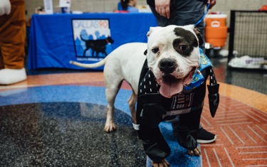 a white Pitbull dog with black spots, smiling and panting with his tongue out, wearing a Darth Vader dog costume on the front half of his body.