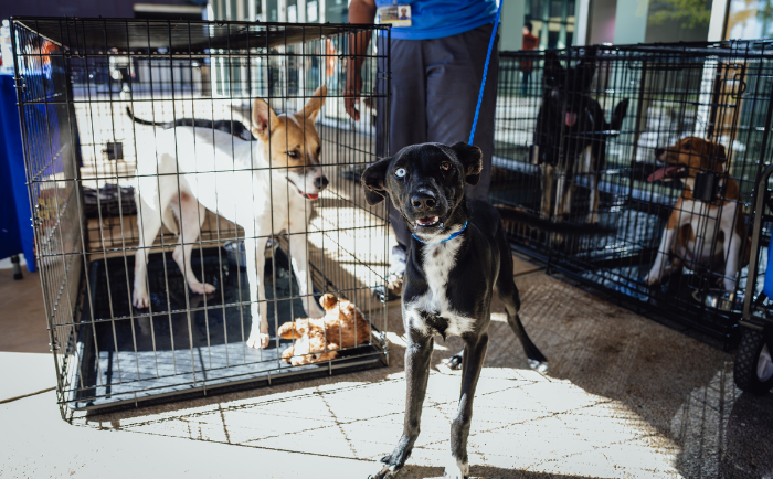 A curious black dog with a blue collar stands on a leash in the forefront, looking directly at the camera with bright eyes. Behind the dog, several other dogs are seen inside metal cages, including a tan and white dog standing alertly and a few other dogs resting. The setting is outside the Irving Convention Center, with a person's hand visible holding the black dog's leash.