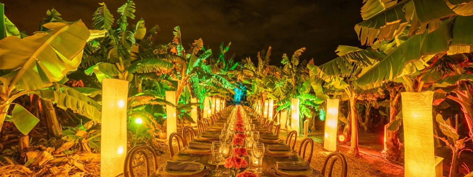 Banana plantation