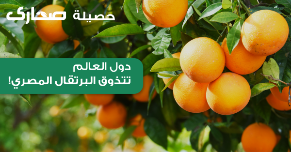 The world getting a taste of Egyptian oranges