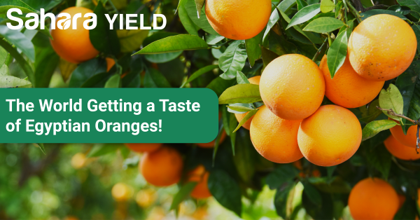 Sahara Yield