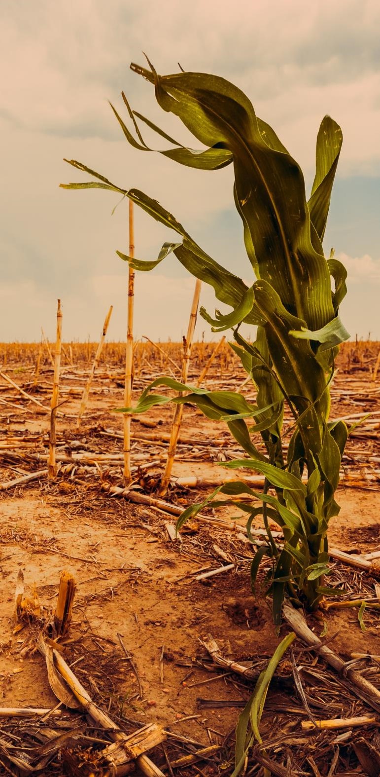 An image of a corn plant on a dry field