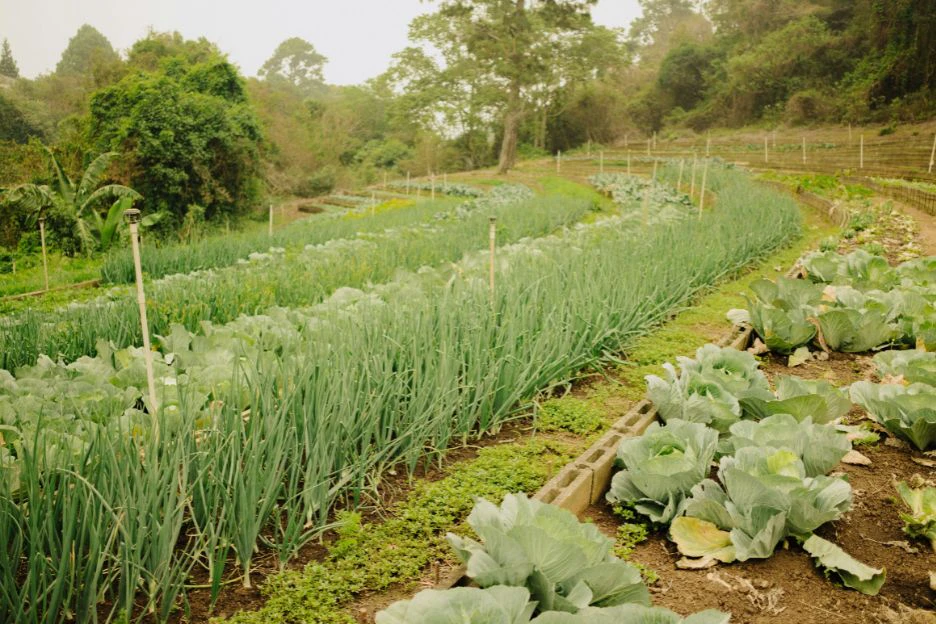 A regenerative farm