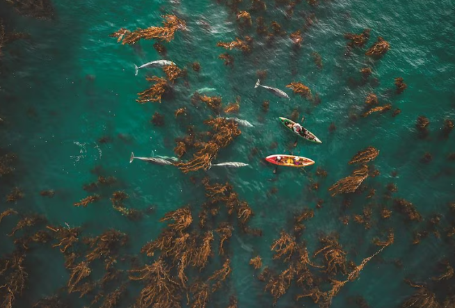 Guided Kayak Tide Pool Adventure